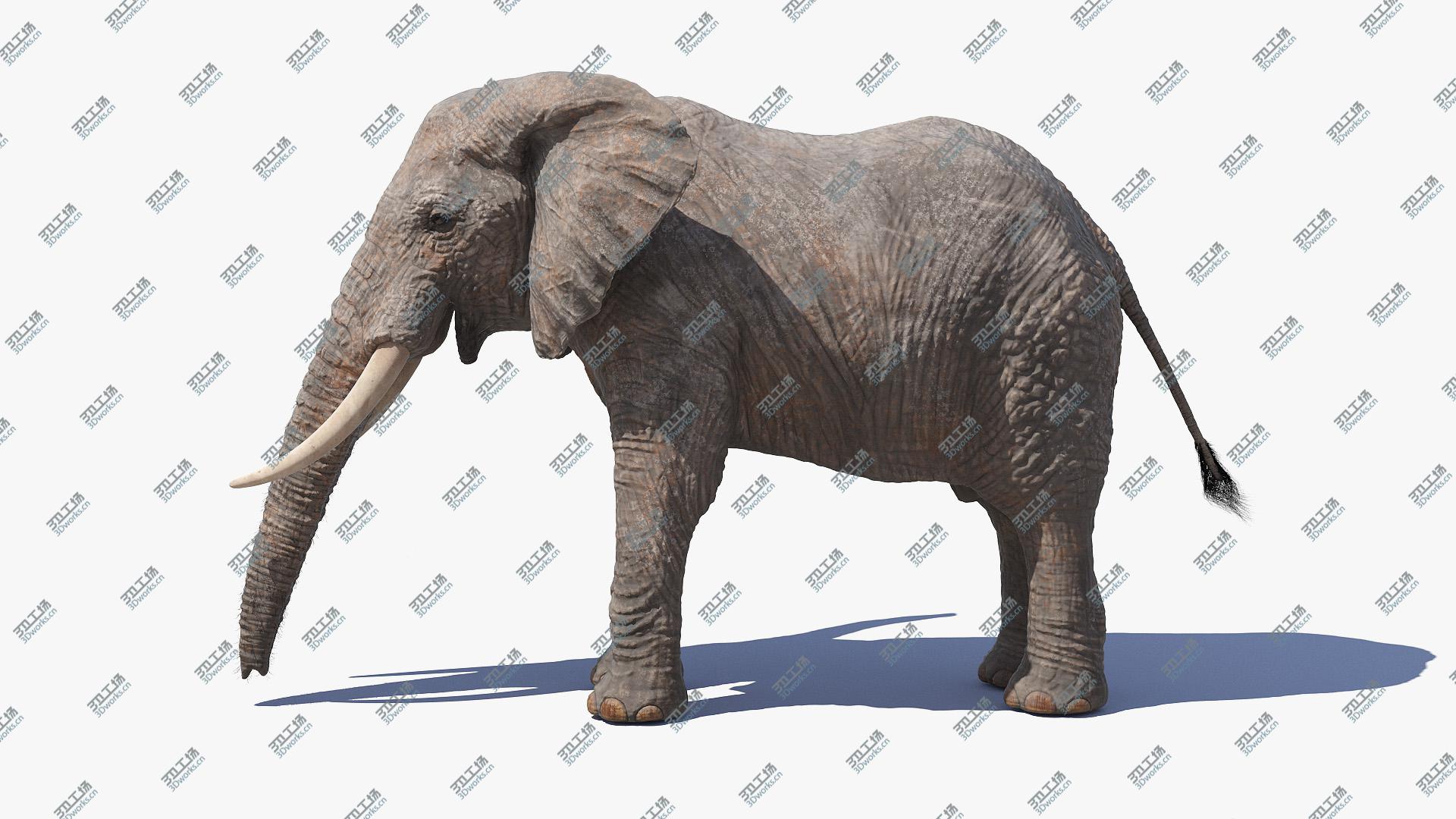 images/goods_img/202104093/Elephant 3D model/5.jpg